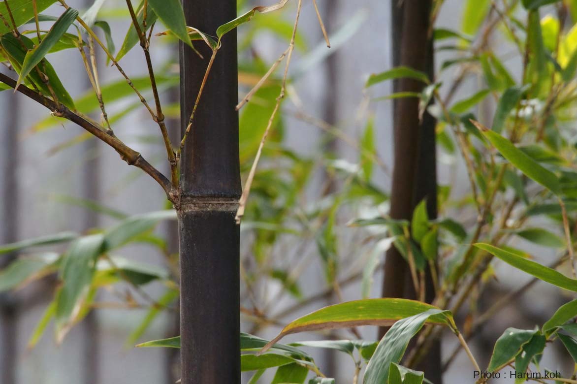 bambou noir, phyllostachys nigra