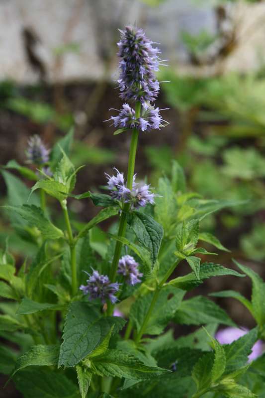 Les meilleures plantes mellifères par saison - Promesse de Fleurs