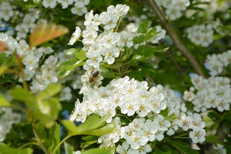 Les meilleures plantes mellifères par saison - Promesse de Fleurs