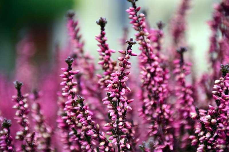 Les meilleures plantes mellifères par saison - Promesse de Fleurs