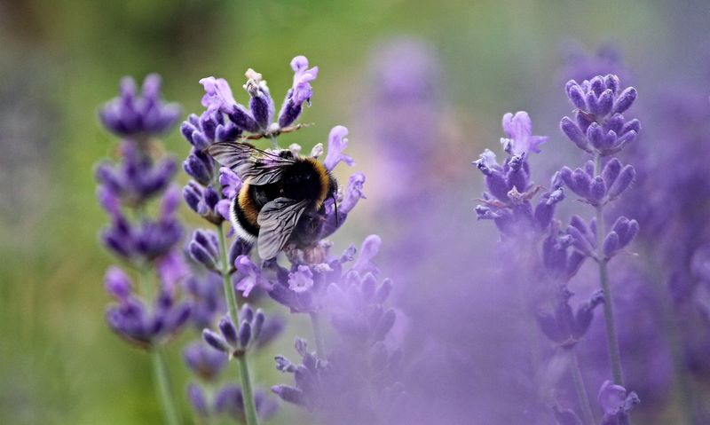 Les meilleures plantes mellifères par saison - Promesse de Fleurs