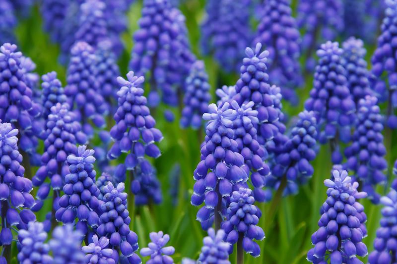 Les meilleures plantes mellifères par saison - Promesse de Fleurs