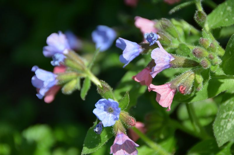 Les meilleures plantes mellifères par saison - Promesse de Fleurs