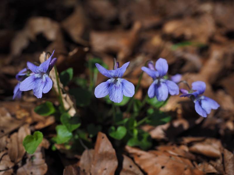 Les meilleures plantes mellifères par saison - Promesse de Fleurs