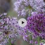 La plantation des Alliums