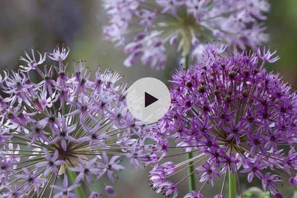 La plantation des Alliums