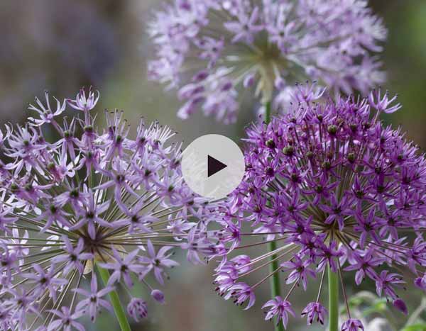 La plantation des Alliums