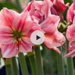 Planter un bulbe d'Amaryllis