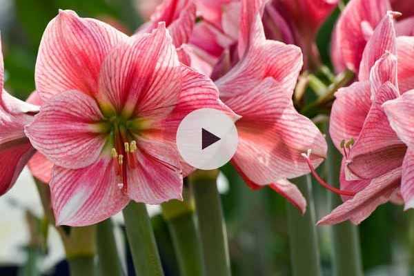 Planter un bulbe d'Amaryllis