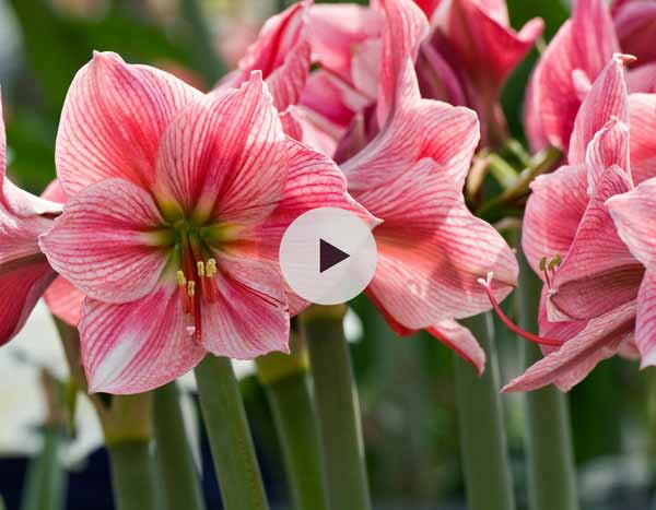 Planter un bulbe d'Amaryllis