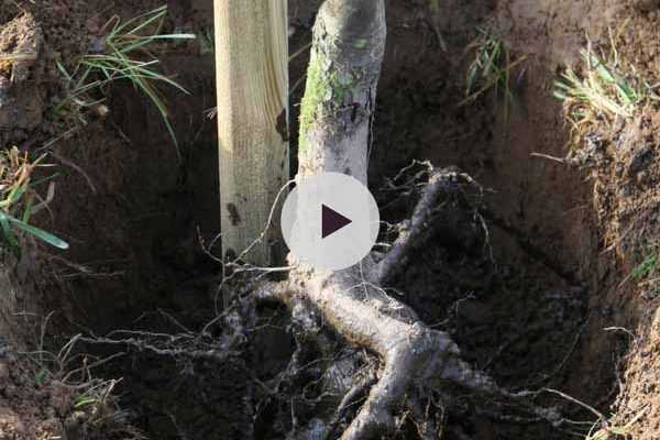 Planter un arbre en racines nues