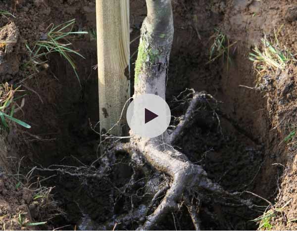 Planter un arbre en racines nues