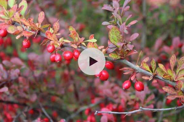 Planter un arbuste