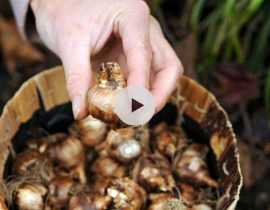 Comment planter vos bulbes à fleurs en ligne ?