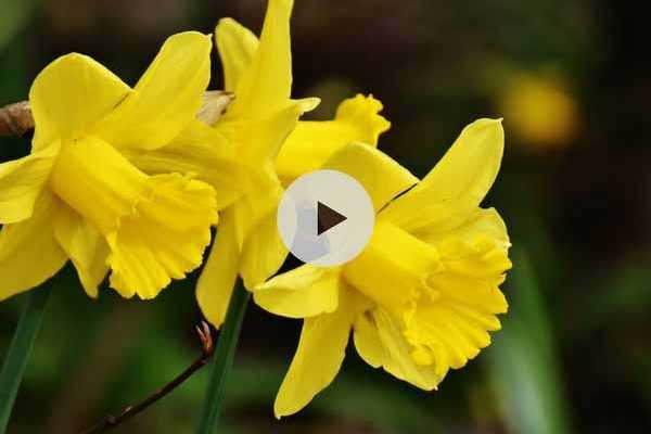 Planter des bulbes de narcisses