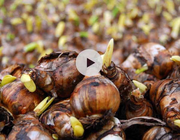 Planter des bulbes en massif, sans se fatiguer