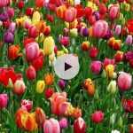 Planter des bulbes de tulipes