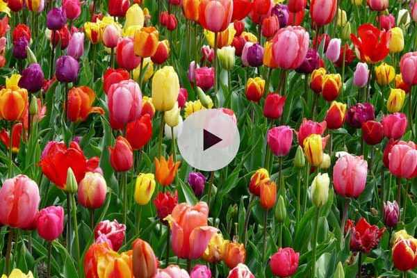 Planter des bulbes de tulipes