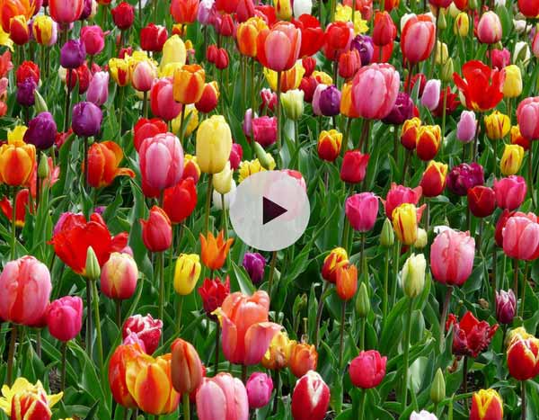 Planter des bulbes de tulipes