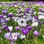 Planter des Crocus dans une pelouse