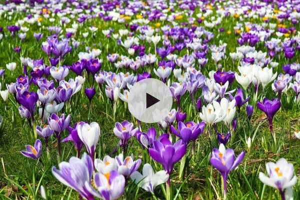 Planter des Crocus dans une pelouse