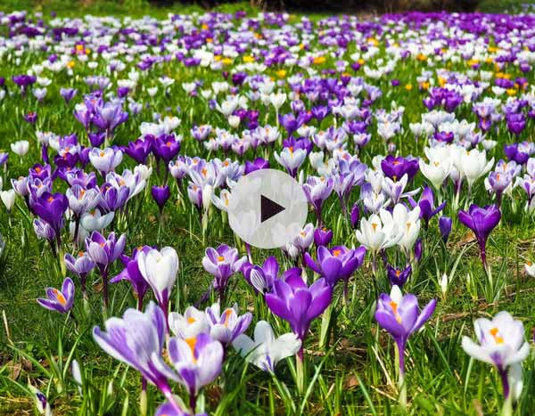 Planter des Crocus dans une pelouse