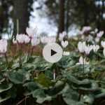 Planter des bulbes de Cyclamens