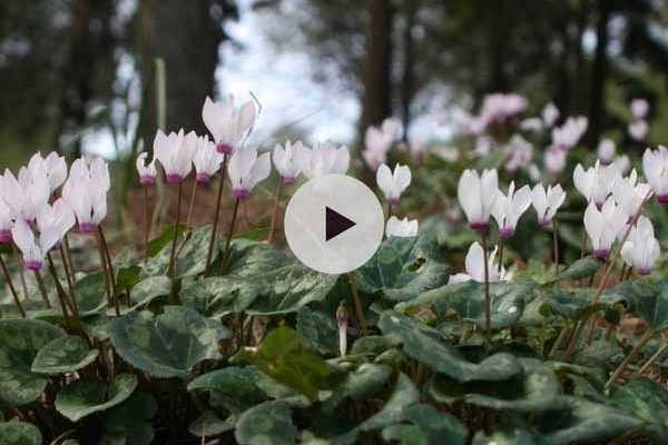 Planter des bulbes de Cyclamens