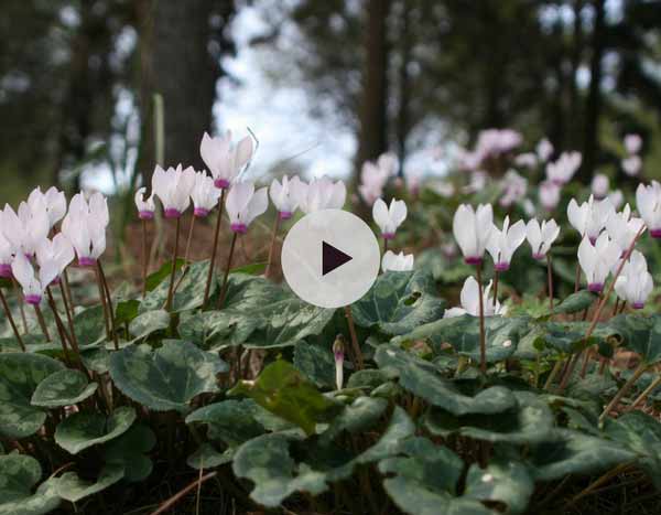 Planter des bulbes de Cyclamens