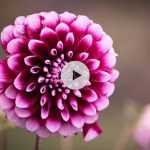 Planter un dahlia