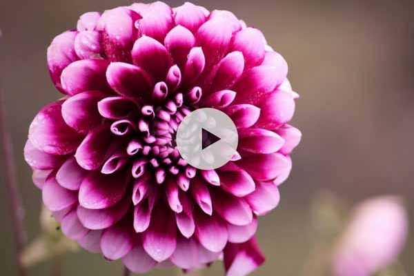 Planter un dahlia