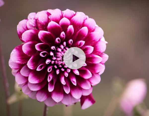 Planter un dahlia