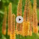 Planter des Eremurus