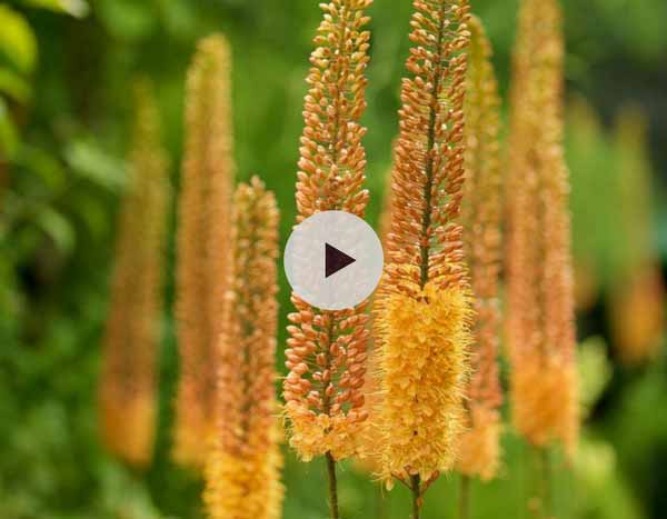Planter des Eremurus