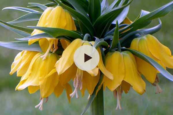 Planter les bulbes de fritillaire impériale