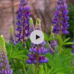 Comment bouturer les Lupins ?