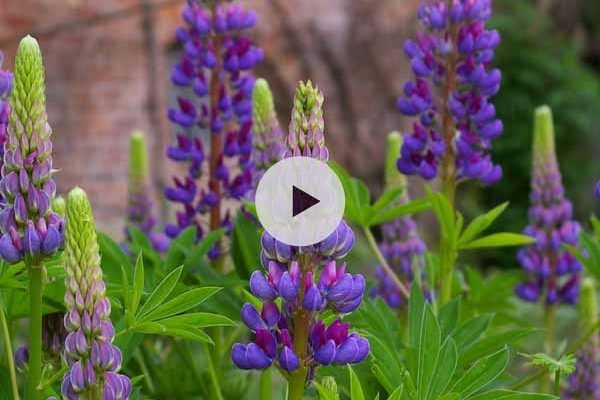 Comment bouturer les Lupins ?