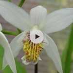 Planter des Orchidée rustiques : les Bletillas