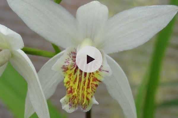 Planter des Orchidée rustiques : les Bletillas