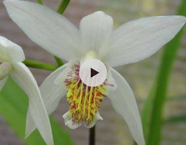 Planter des Orchidée rustiques : les Bletillas