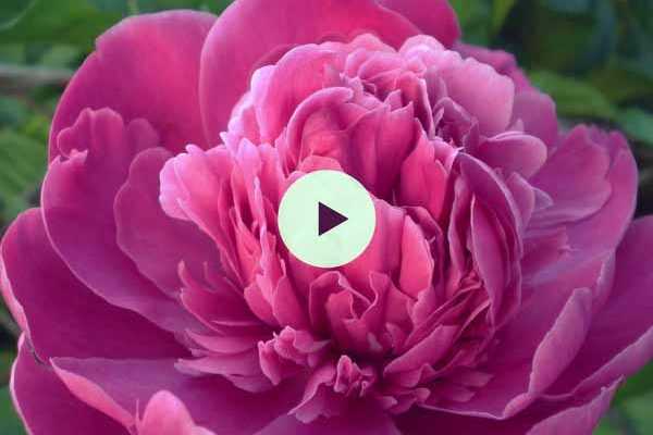 Planter une pivoine en racines nues : nos conseils vidéos