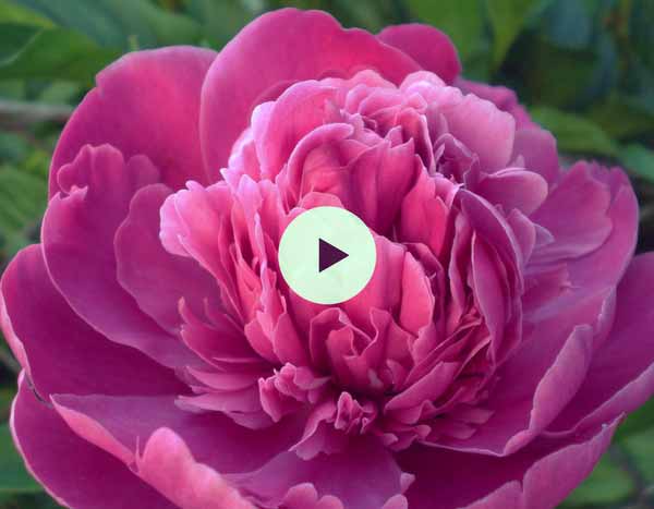 Planter une pivoine en racines nues : nos conseils vidéos