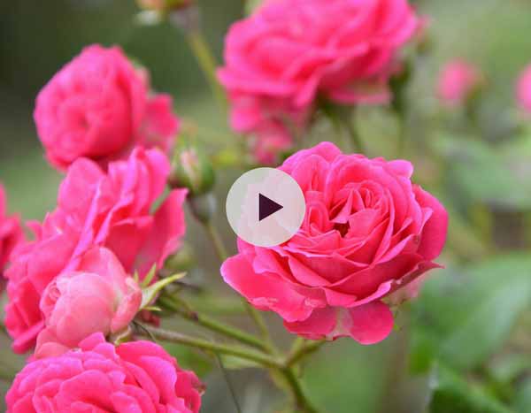 Comment planter un rosier en racines nues ?