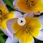 Planter des bulbes de tulipes botaniques