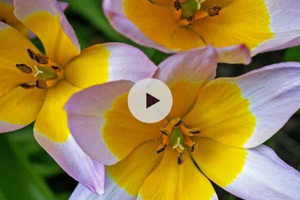 Planter des bulbes de tulipes botaniques