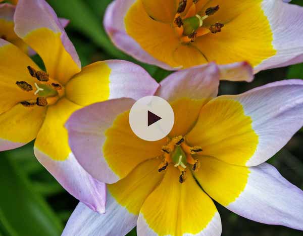 Planter des bulbes de tulipes botaniques