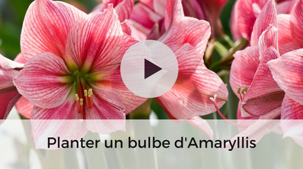 Plantation d'un bulbe d'amaryllis - video jardinage