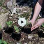 Planter des vivaces alpines en rocaille