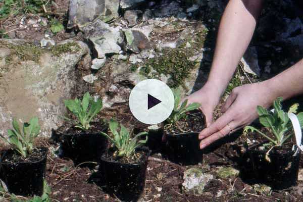 Planter des vivaces alpines en rocaille