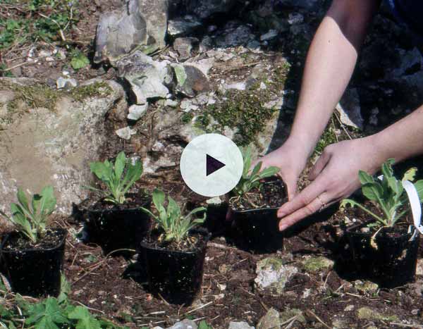Planter des vivaces alpines en rocaille